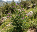 Purple wildflower growing in a sunny alpine meadow with mountains behind